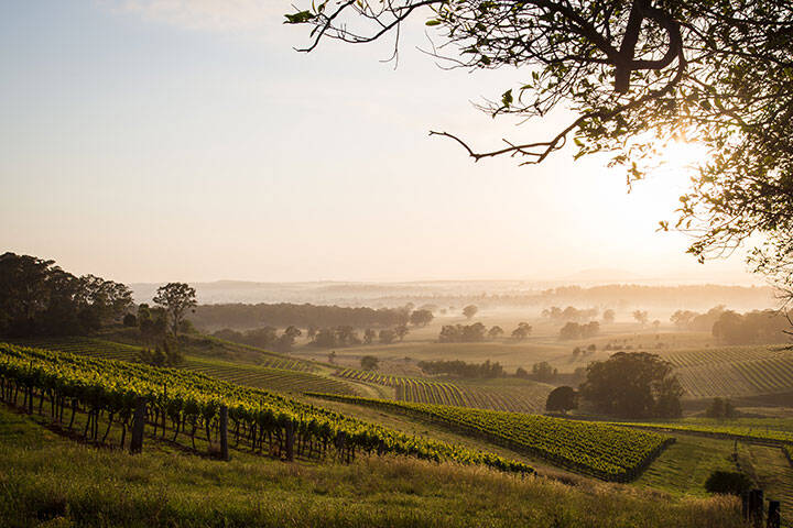 Sunrise across Hunter Valley vineyards