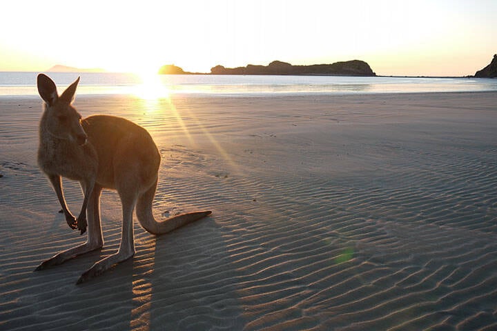 Kangaroo on the beach in Mackay