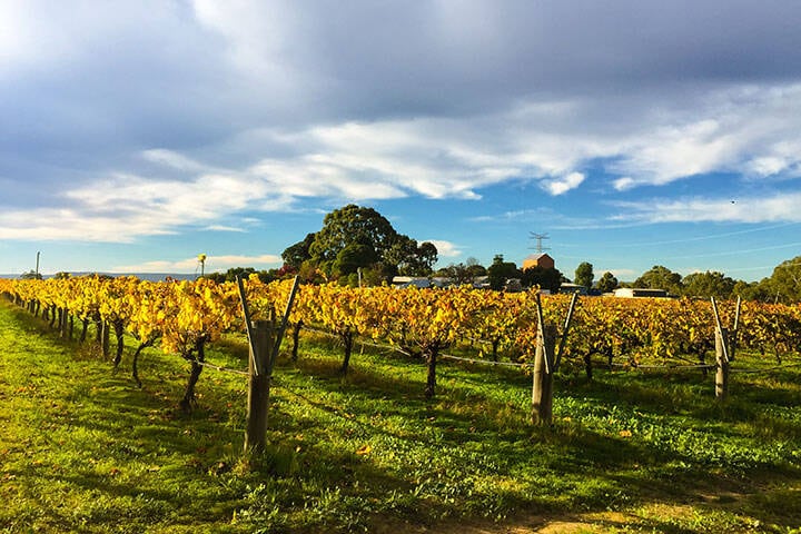 Swan valley winery in winter