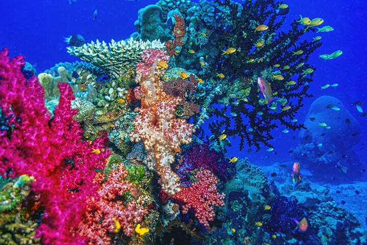 Coral reef off the coast of island in South, underwater Fiji Pacific 