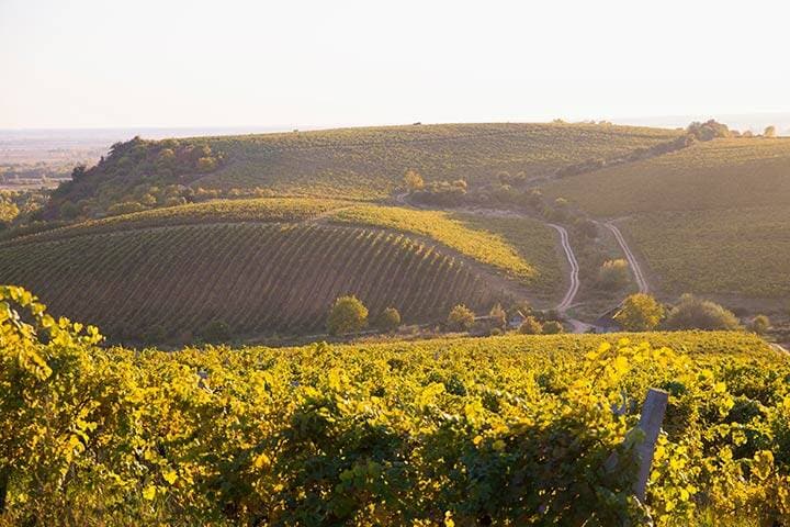 Gorgeous Sunset over a South Australian vineyard