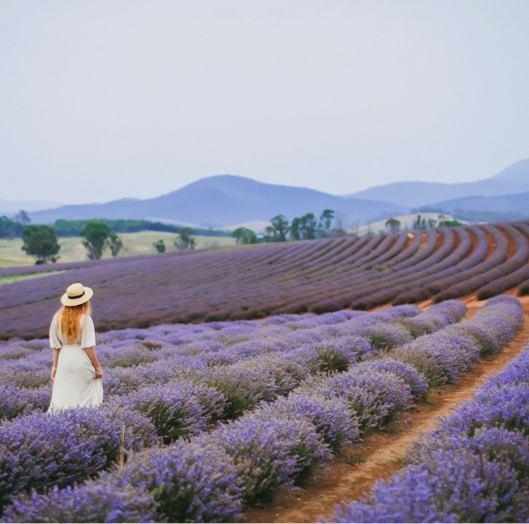 Make a visit to a lavender farm, Launceston Tasmania