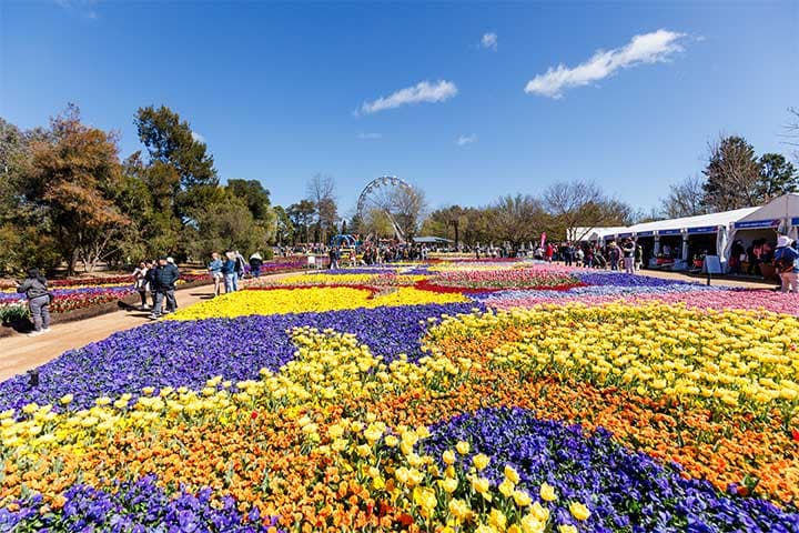 Stunning spring day in one of Canberra’s parks.