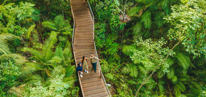 Aerial view of boardwalk through rainforest