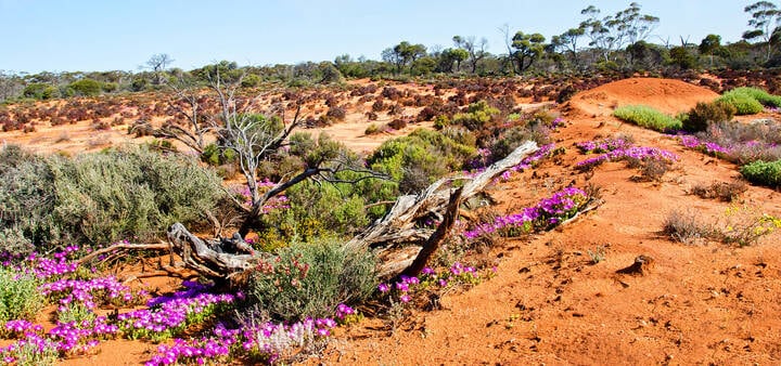 Desert Kalgoorlie