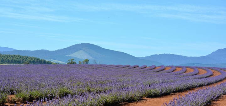 Lavendar field