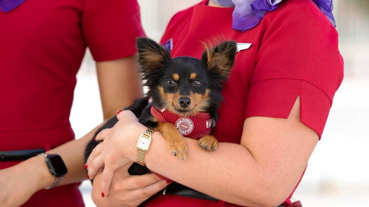 A small black-and-tan dog wearing a red harness is being held by a Virgin Australia cabin crew member in a red uniform, with another crew member standing nearby. The dog looks directly at the camera, illustrating the airline’s pets-in-cabin service.