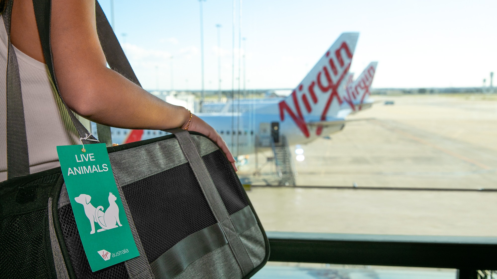 Virgin Australia launches Cairns Pets in Cabin flights